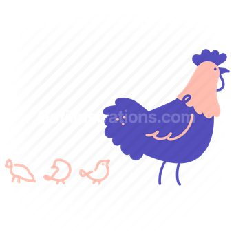 bird, animal, chicken, rooster, chicks, farm