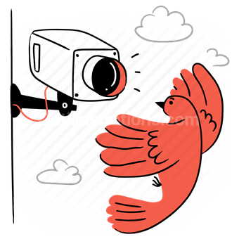 surveillance, camera, video, media, bird, animal