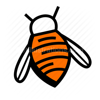 honeybee, insect, stripes, wings, Vector illustration