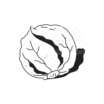 cabbage, vegetable, healthy, food, growth