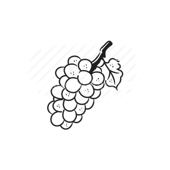 grapes, fruit, bunch, vineyard