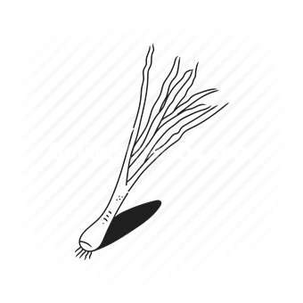 onion, vegetable, food, cooking