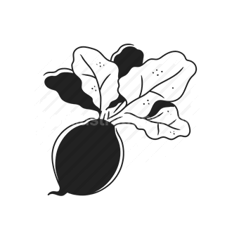 radish, vegetable, organic, food