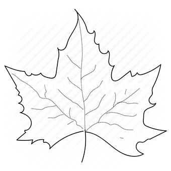 maple leaf, decoration, leaf, plant, ecology, agriculture, landscape, leaves