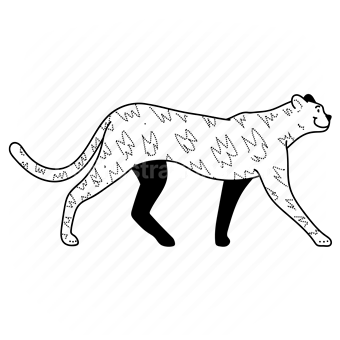cheetah, feline, animal, wildlife, mammal, zoo, pattern