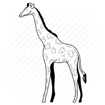 giraffe, animal, wildlife, mammal, zoo, tall, pattern