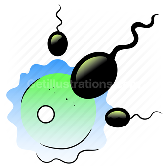 reproduction, sperm, ovum, egg, reproductive