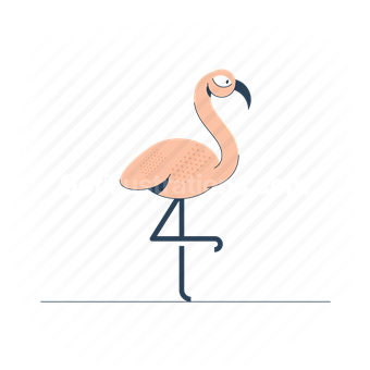 flamingo, bird, animal, wildlife, nature