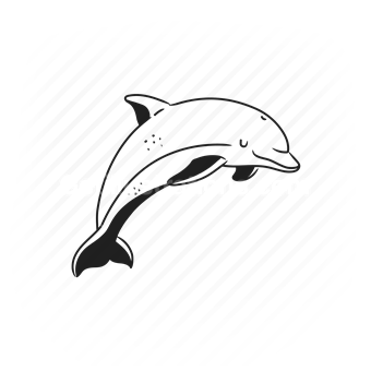 dolphin, marine life, ocean, jumping