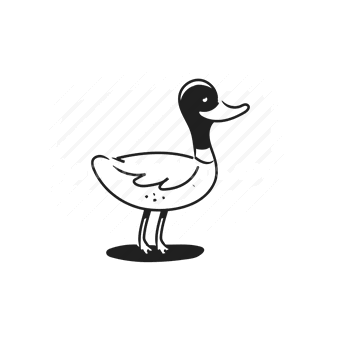 duck, waterfowl, animal, vector illustration