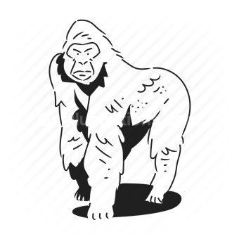 gorilla, primate, wildlife, vector illustration