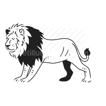 lion, wild animal, predator, nature, Vector illustration