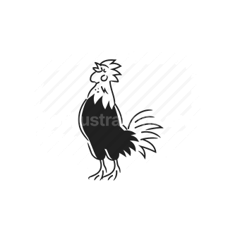 rooster, farm animal, poultry, vector illustration
