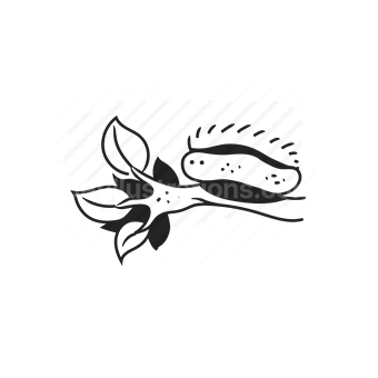coffee beans, roasted, dark, aroma