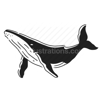 whale, ocean, marine life, vector silhouette